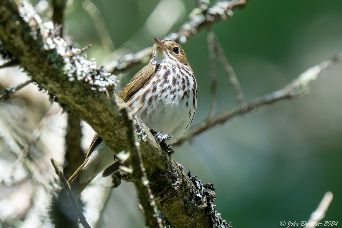 Ovenbird - ML620634865