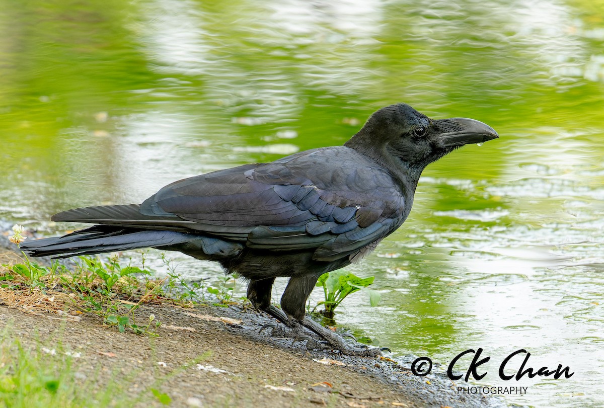 Large-billed Crow - ML620634871