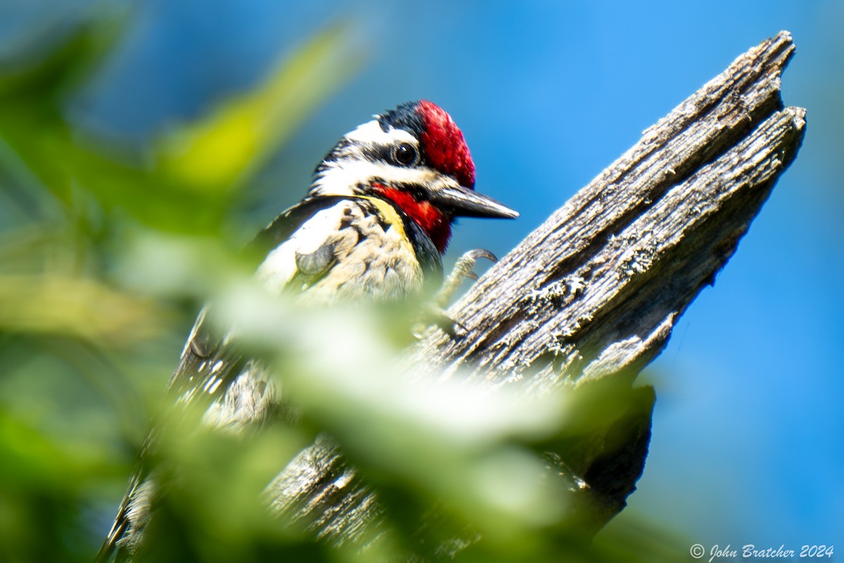 Yellow-bellied Sapsucker - ML620634883