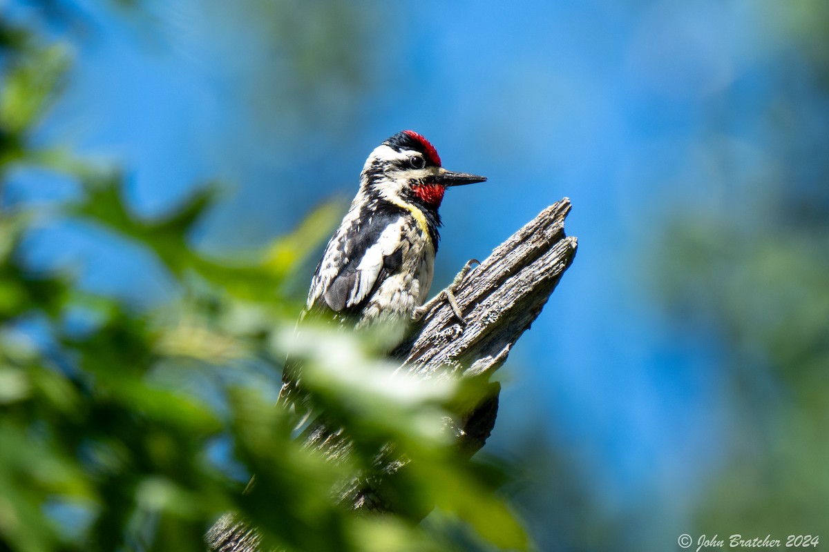 Yellow-bellied Sapsucker - ML620634884