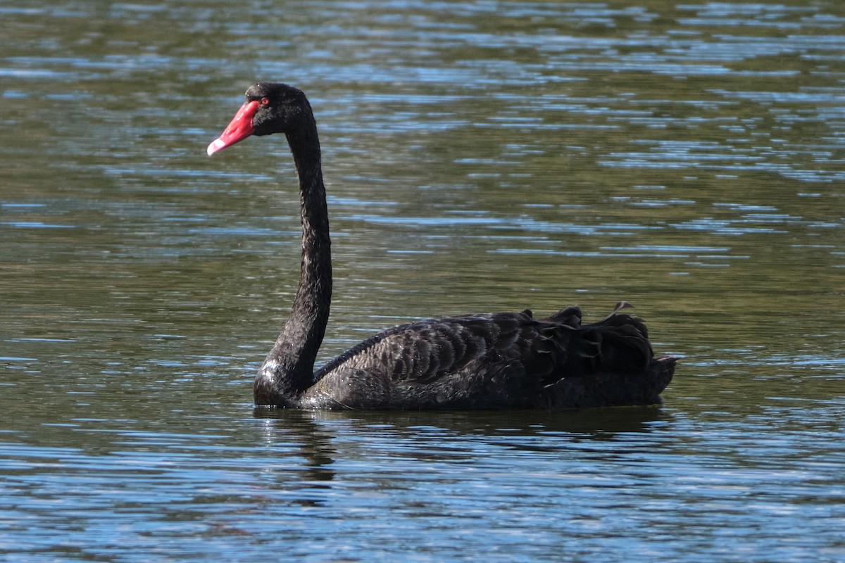 Black Swan - ML620634902