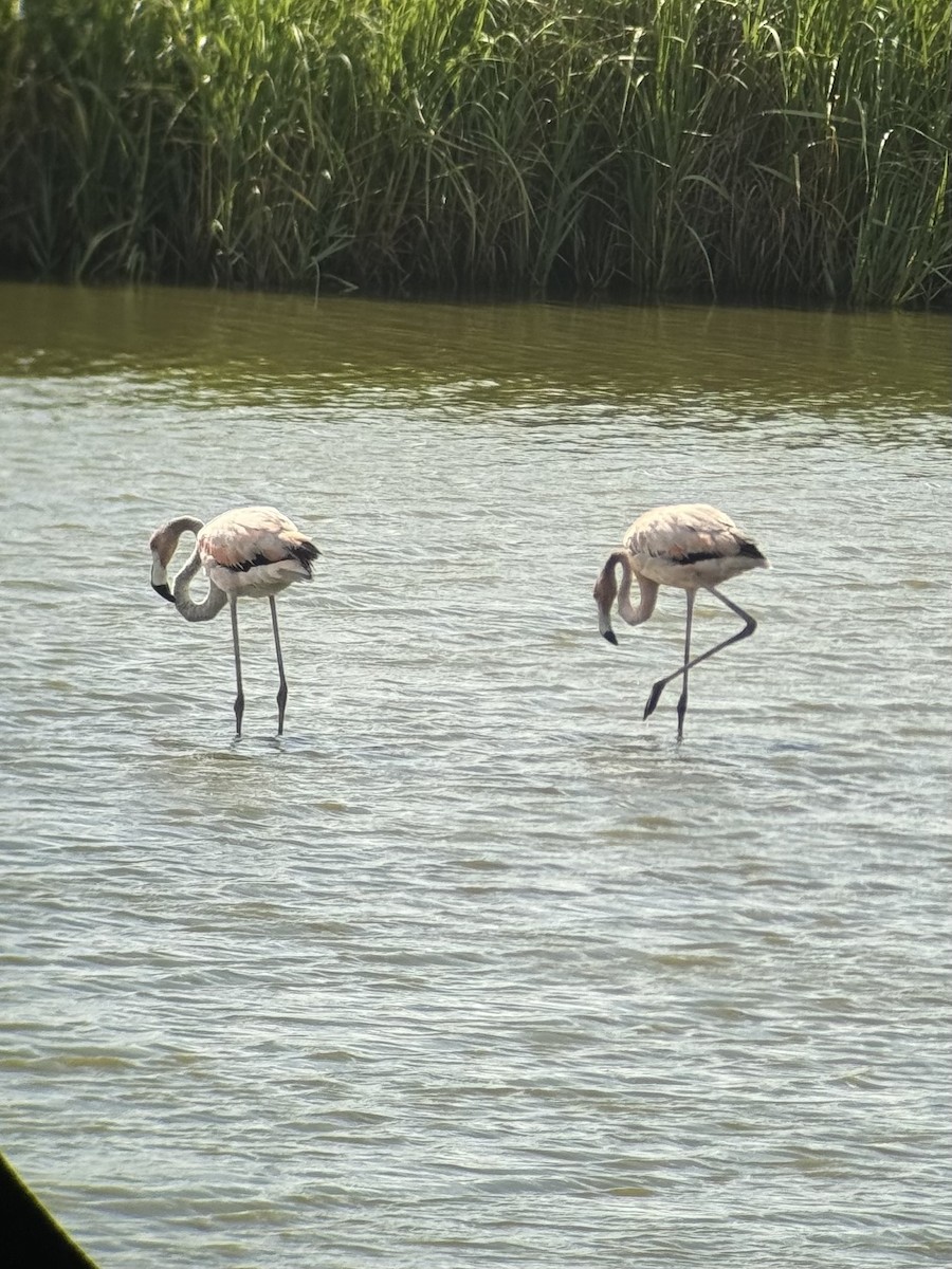 American Flamingo - ML620634906