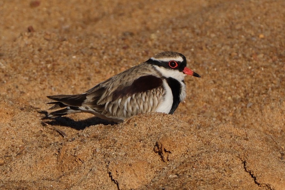 Black-fronted Dotterel - ML620634919