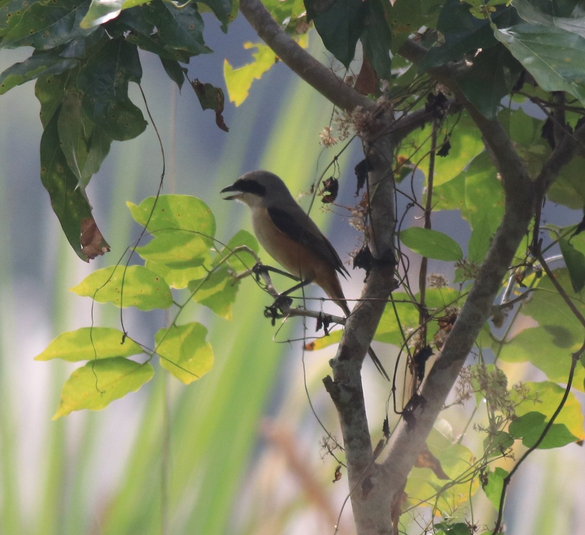 Long-tailed Shrike - ML620634923