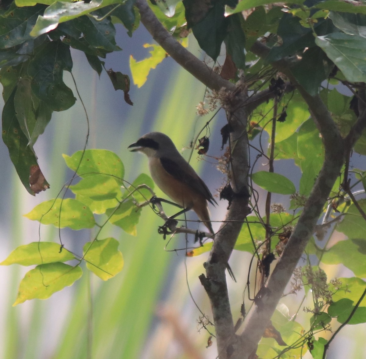 Long-tailed Shrike - ML620634924