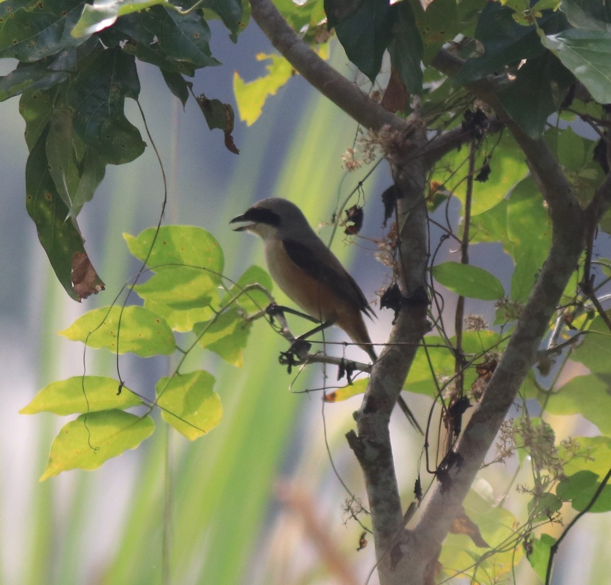 Long-tailed Shrike - Afsar Nayakkan