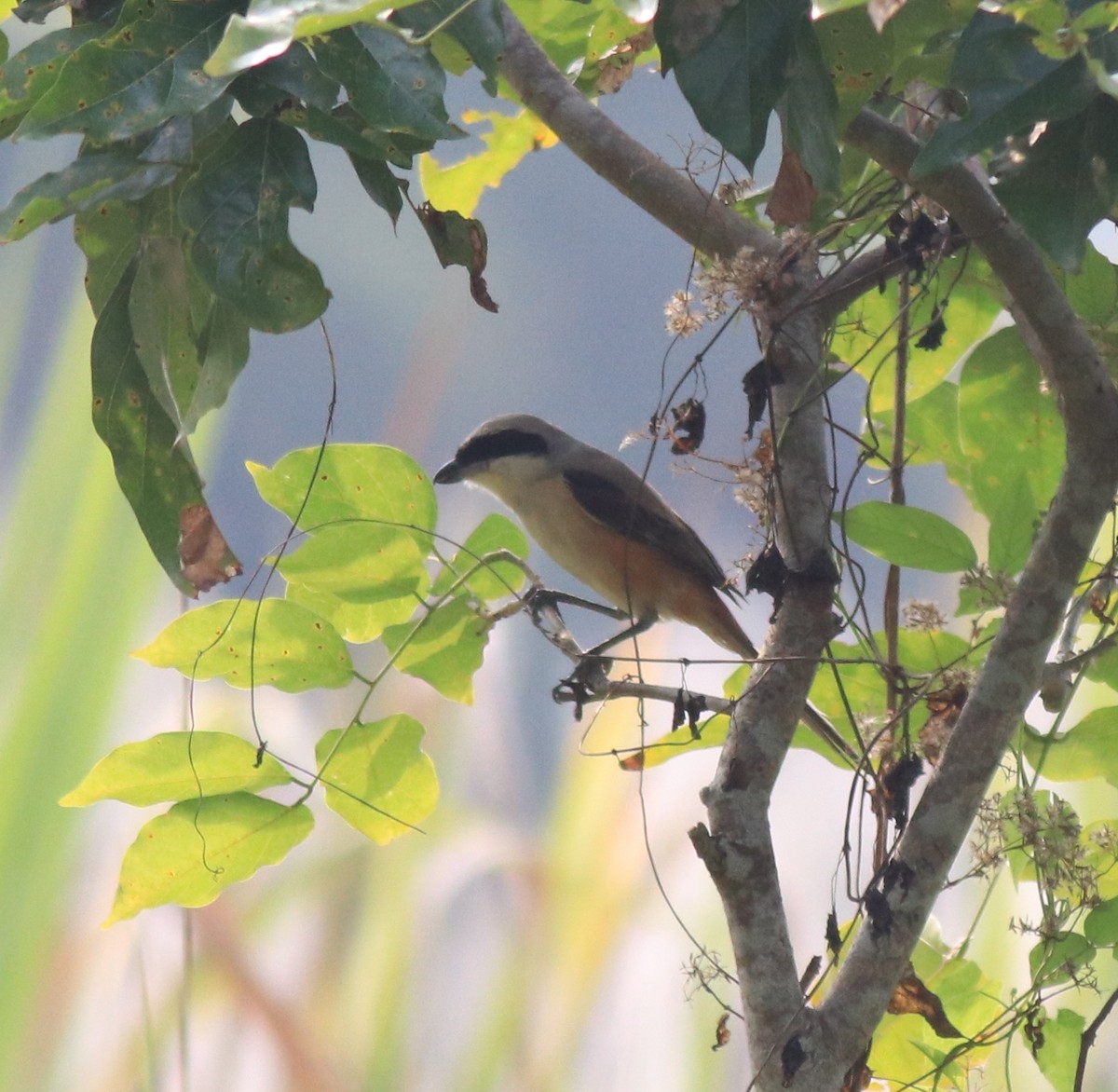 Long-tailed Shrike - ML620634926