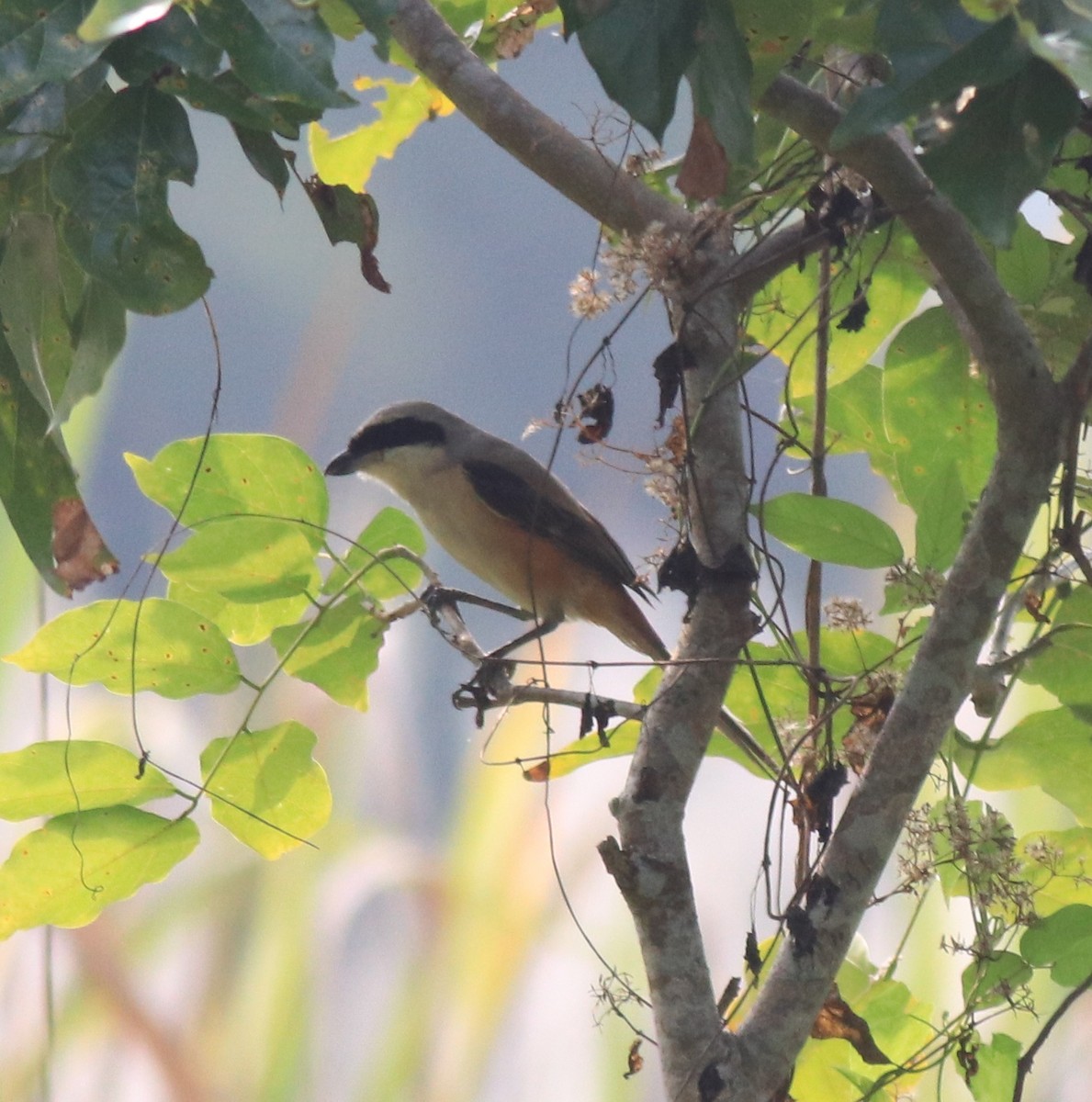 Long-tailed Shrike - ML620634927