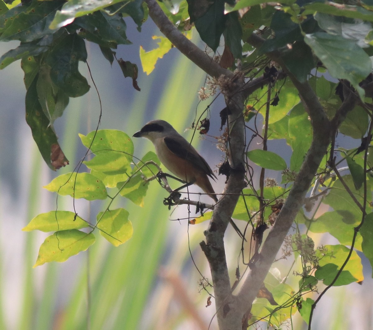 Long-tailed Shrike - ML620634928