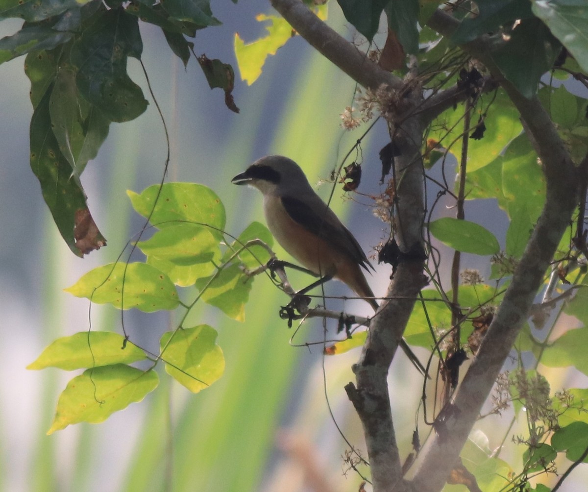 Long-tailed Shrike - ML620634929