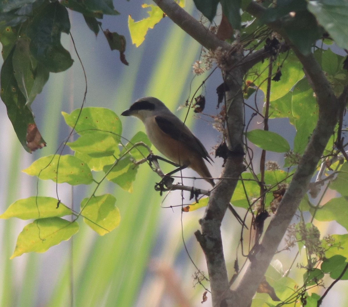 Long-tailed Shrike - ML620634930