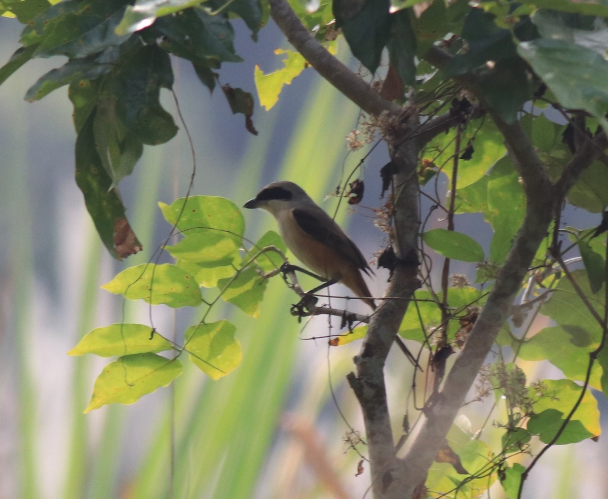 Long-tailed Shrike - Afsar Nayakkan