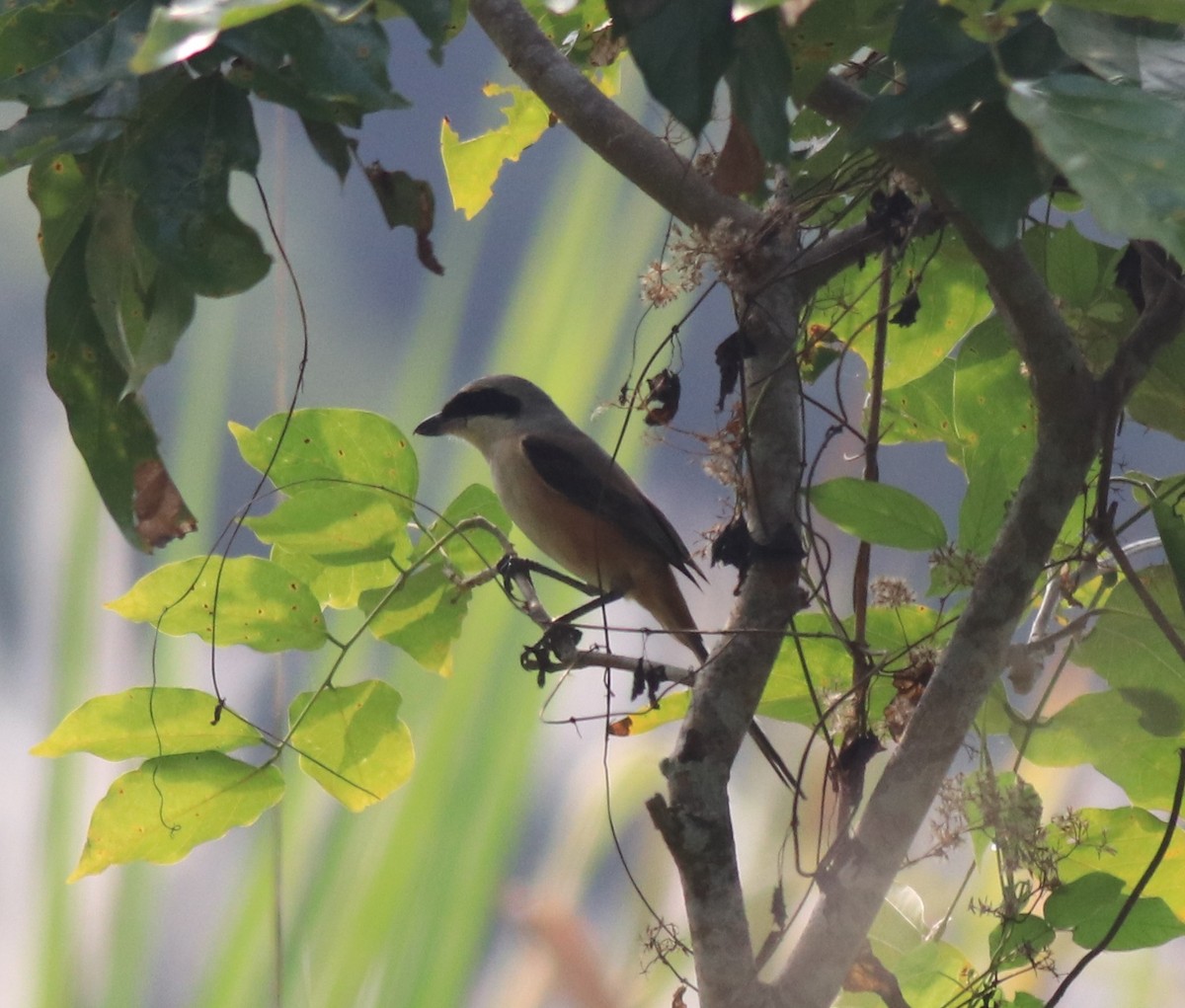 Long-tailed Shrike - ML620634932