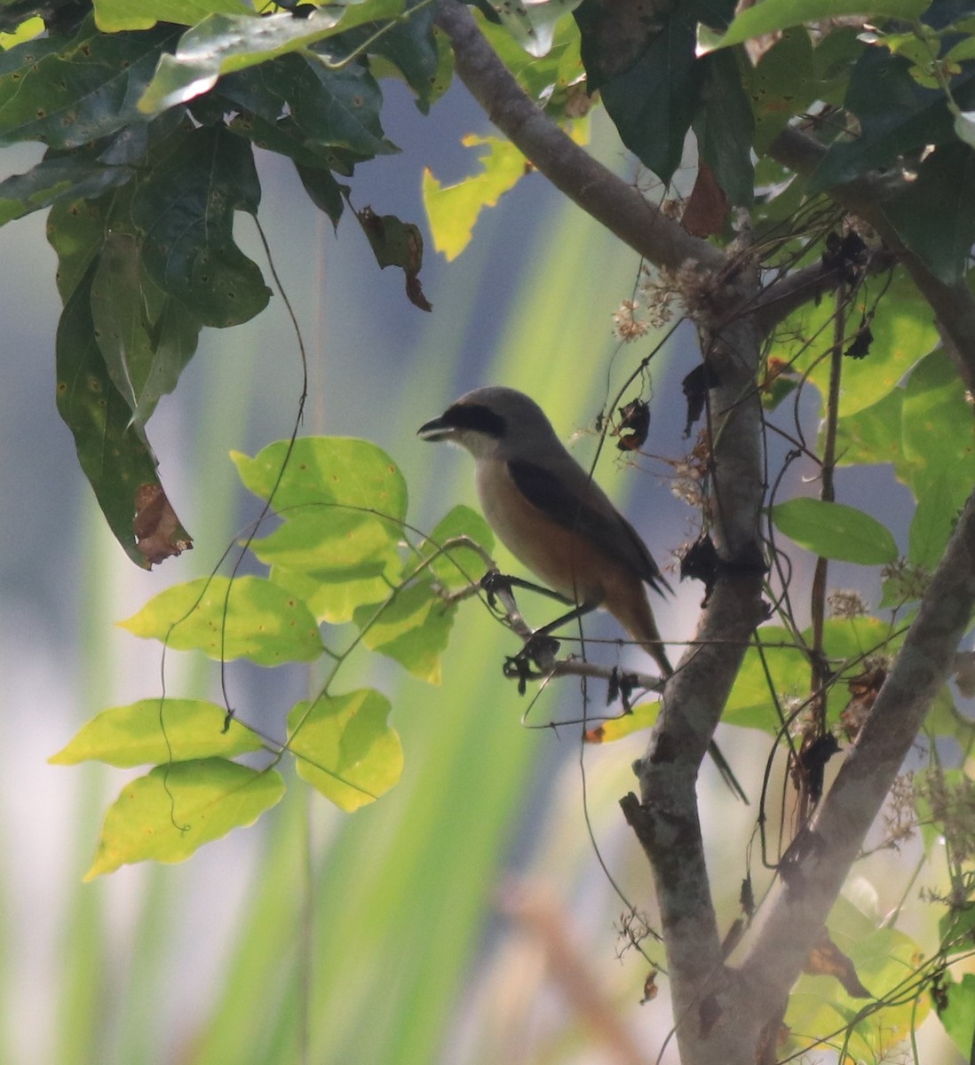 Long-tailed Shrike - ML620634933