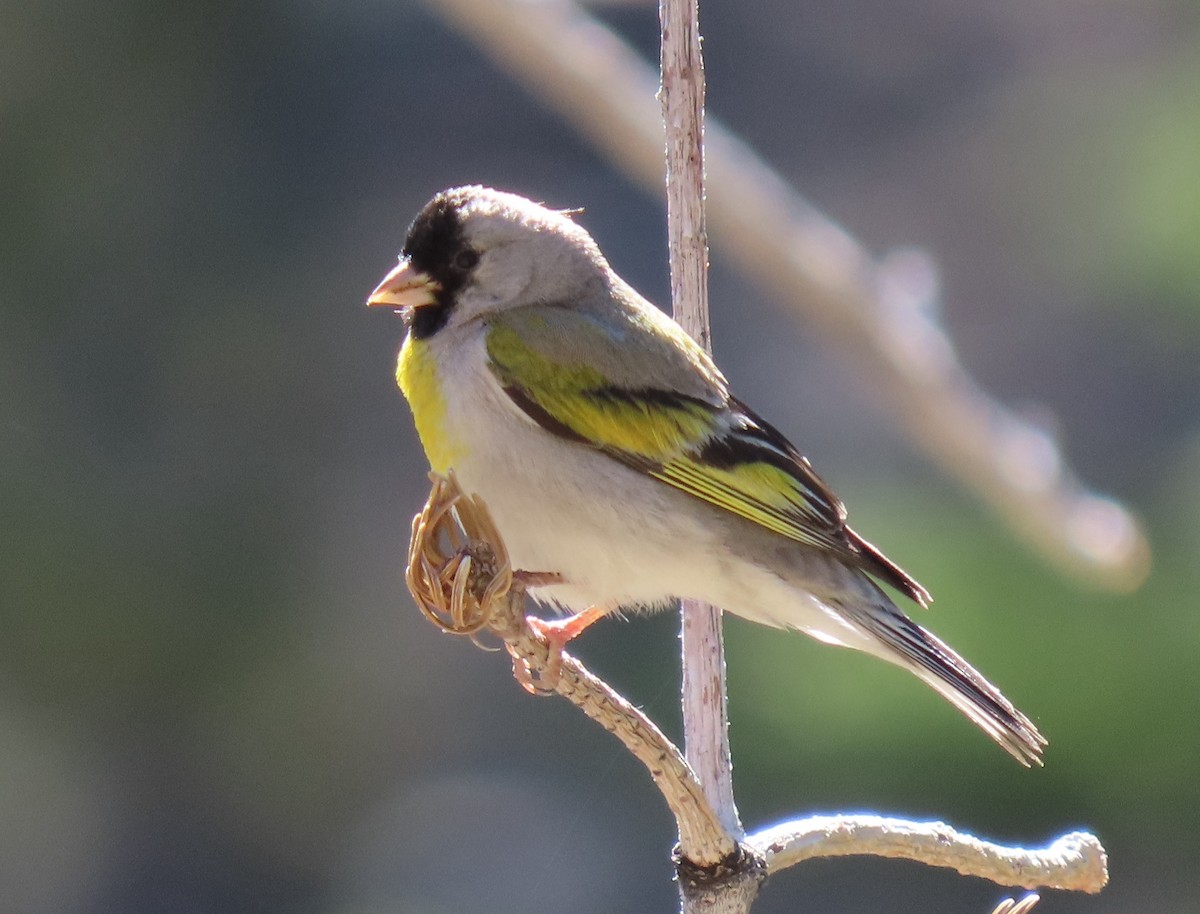 Lawrence's Goldfinch - ML620634941