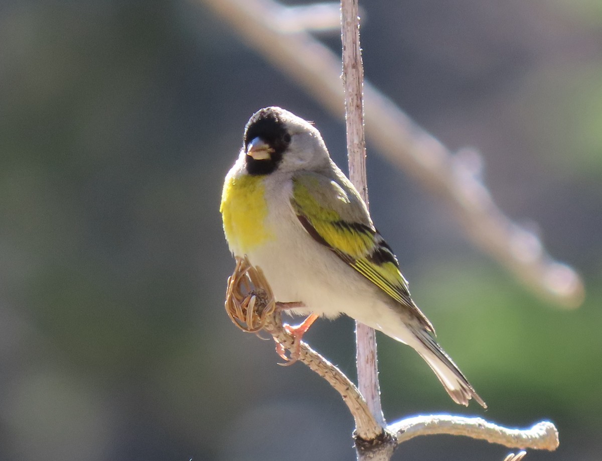 Lawrence's Goldfinch - ML620634942