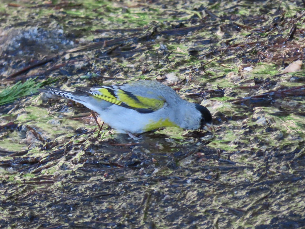 Lawrence's Goldfinch - ML620634943