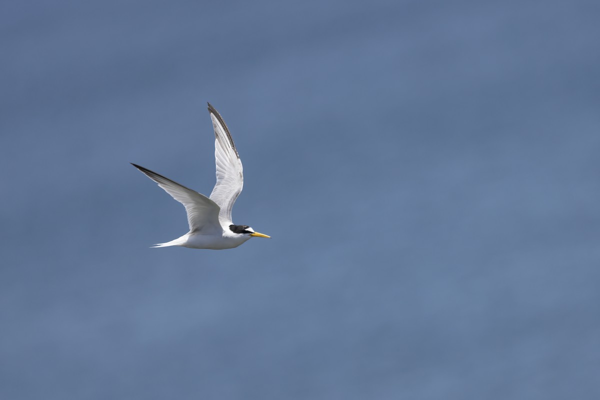 Little Tern - Delfin Gonzalez