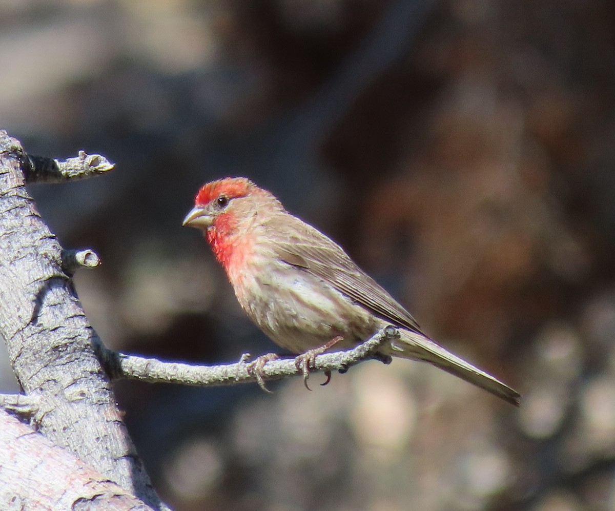 House Finch - ML620634966