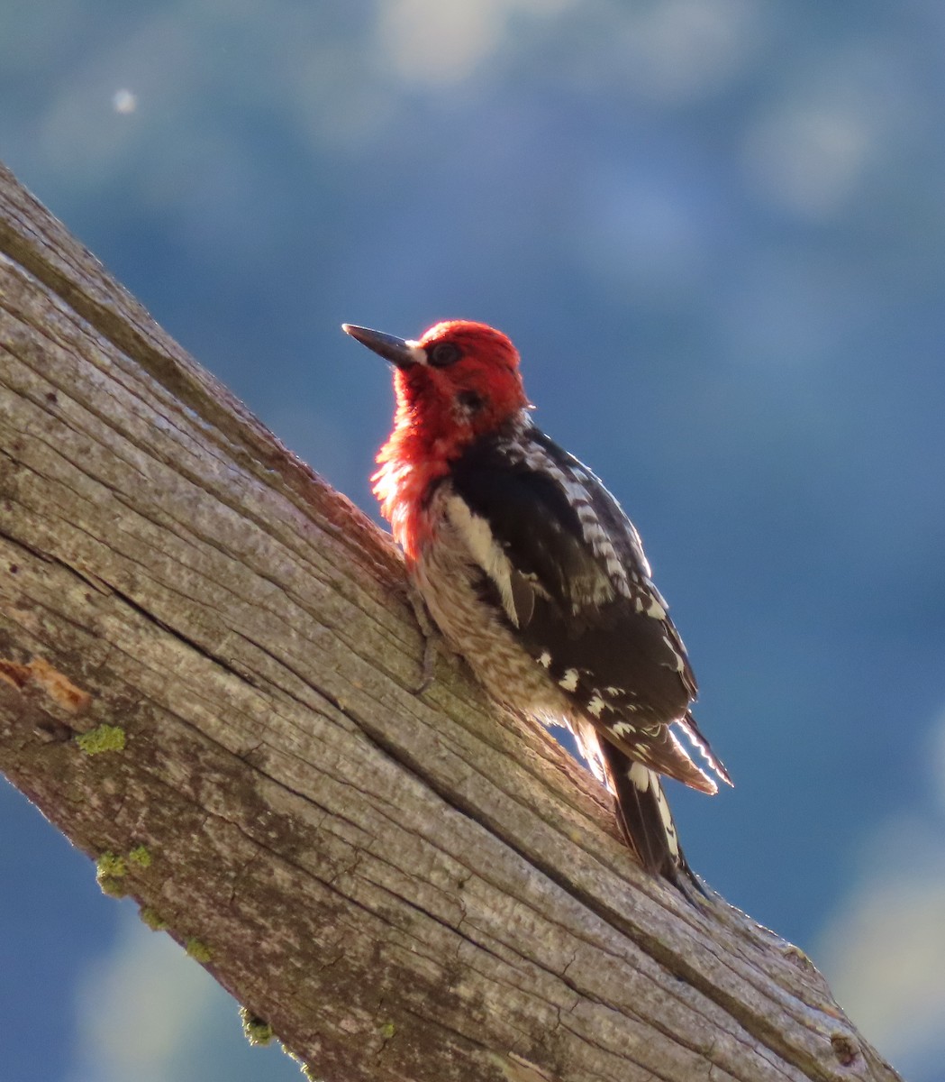Red-breasted Sapsucker - ML620634977