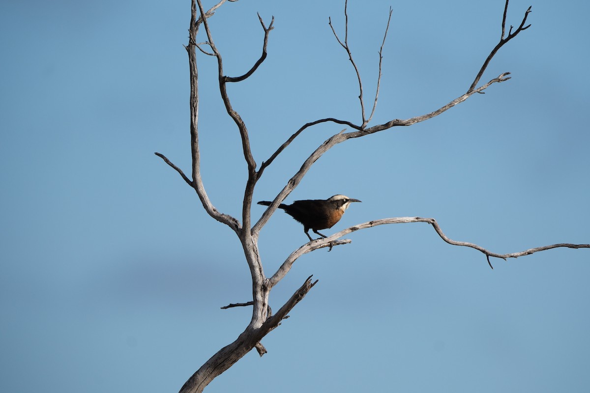 Gray-crowned Babbler - ML620634985