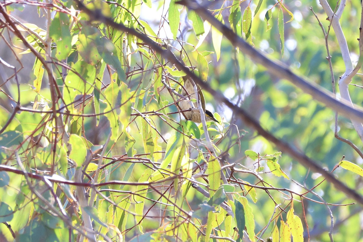 Singing Honeyeater - ML620634986