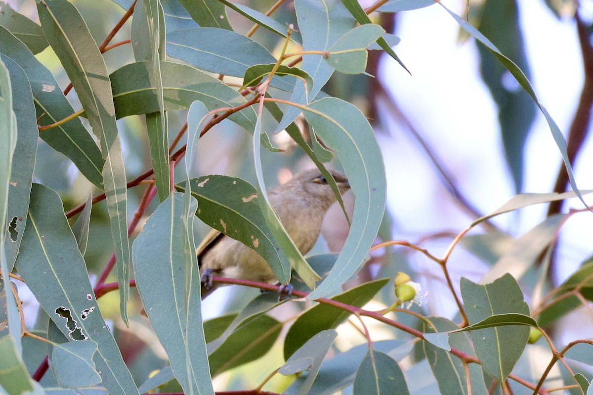 Brown Honeyeater - ML620634991