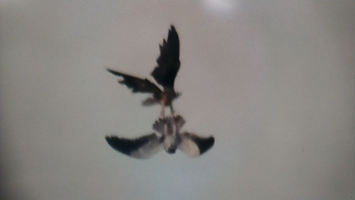 Black-winged Kite - ML620634996