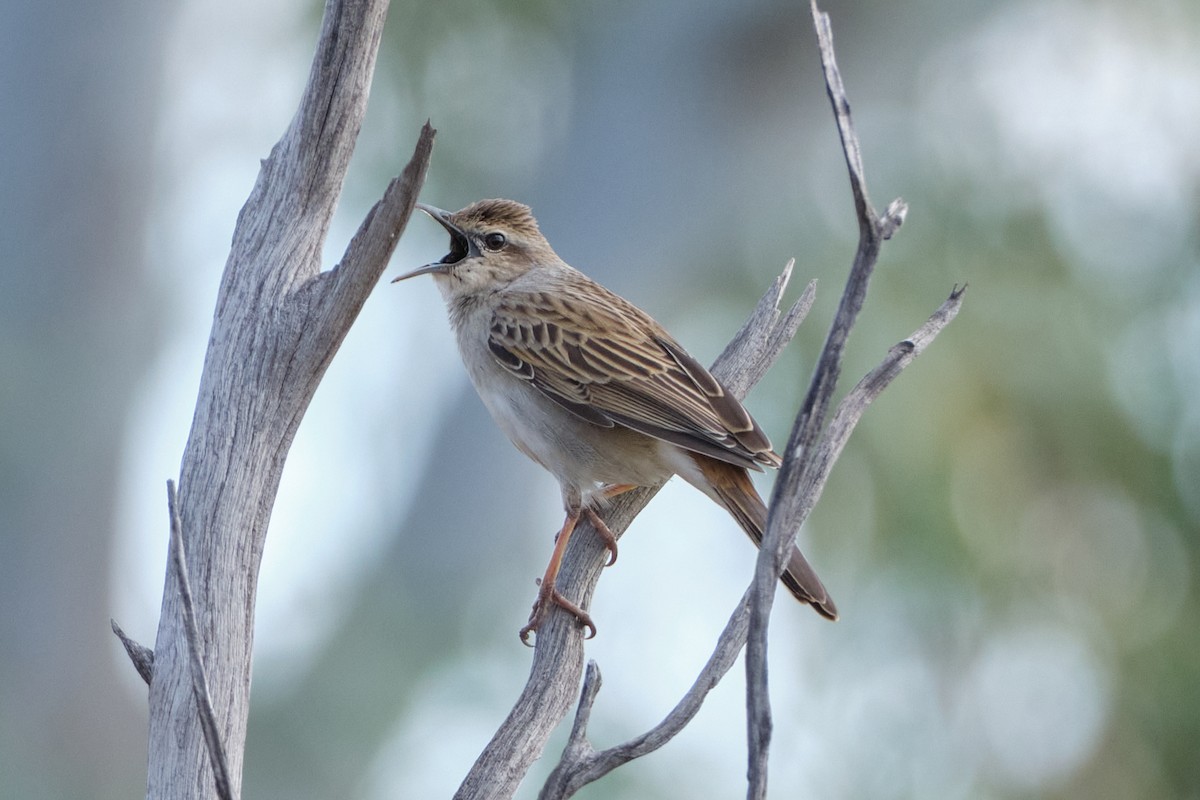 Rufous Songlark - jessie lewin