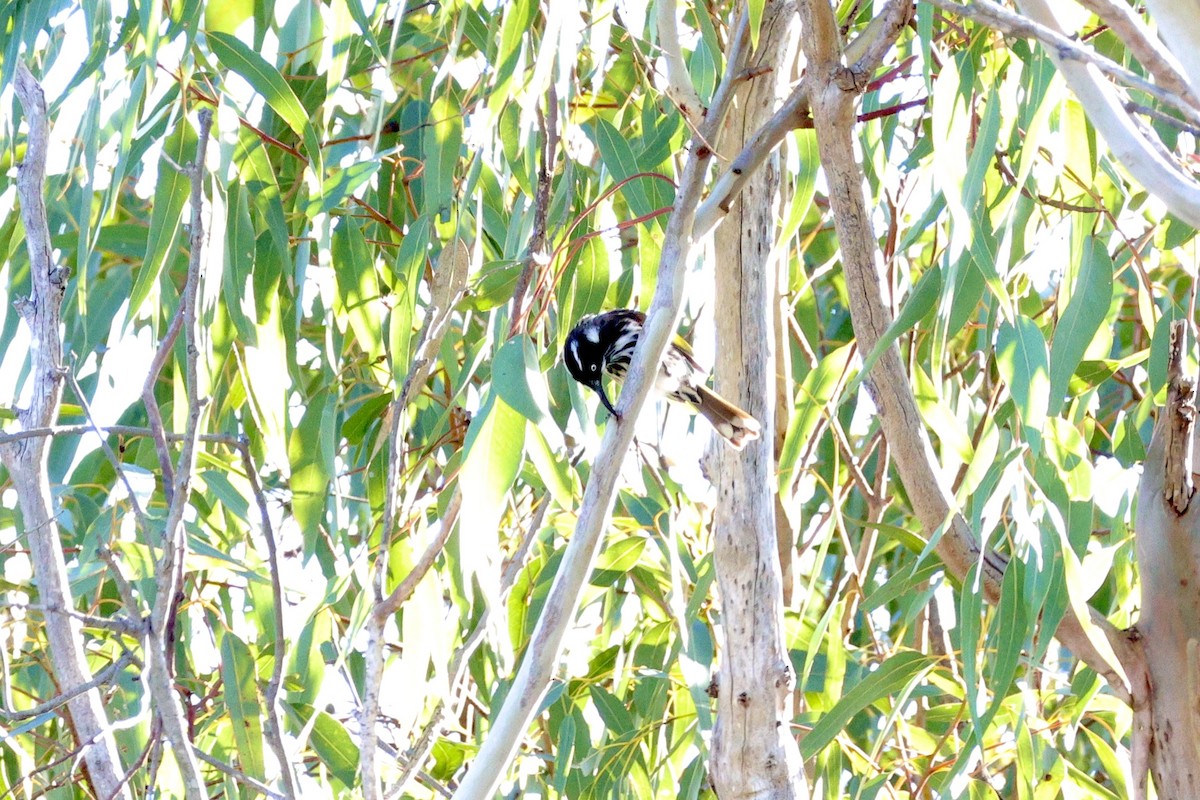 New Holland Honeyeater - ML620635006