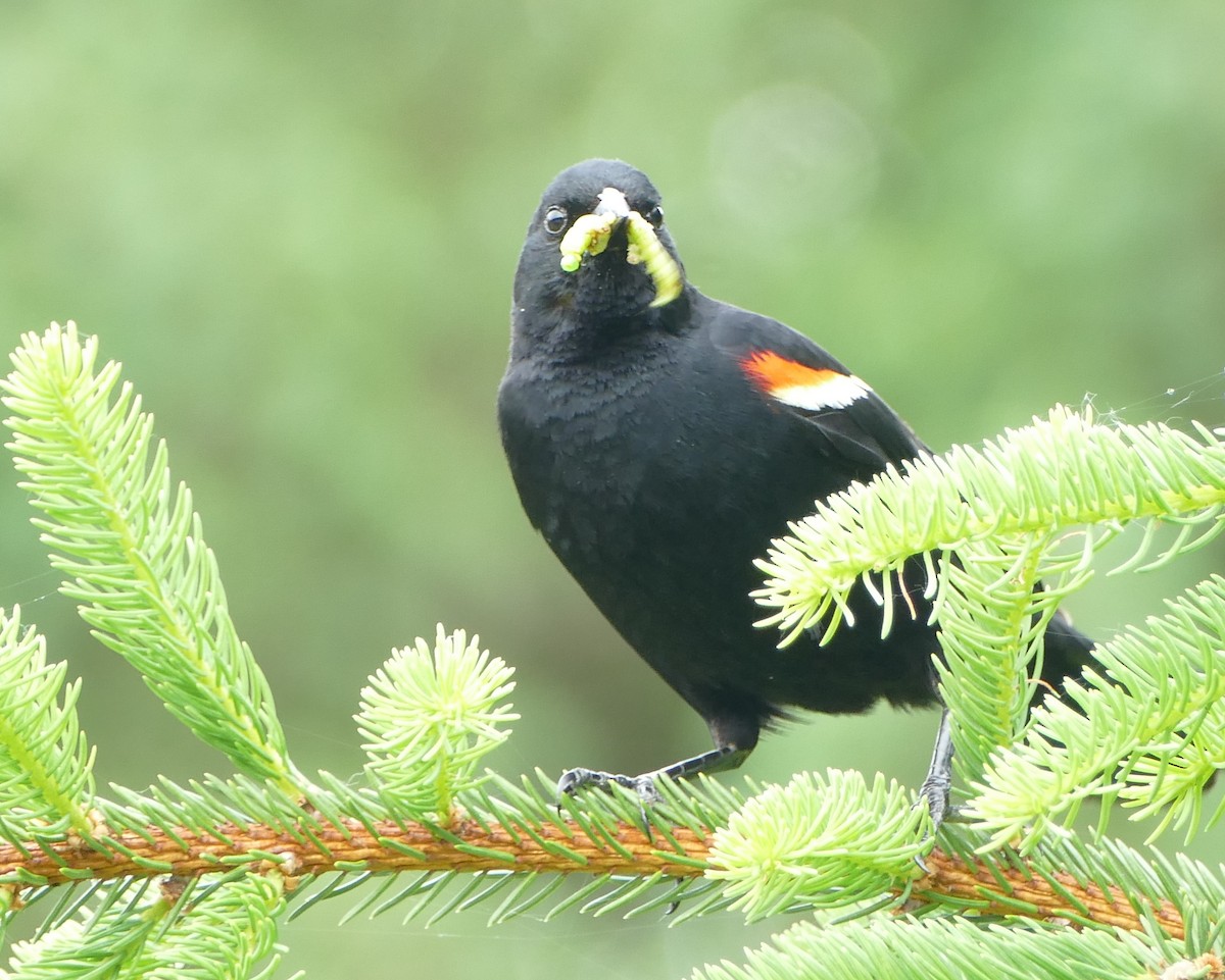 Red-winged Blackbird - ML620635019