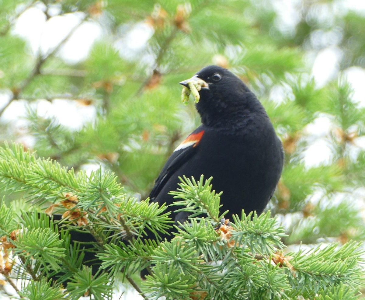 Red-winged Blackbird - Pamela Peters