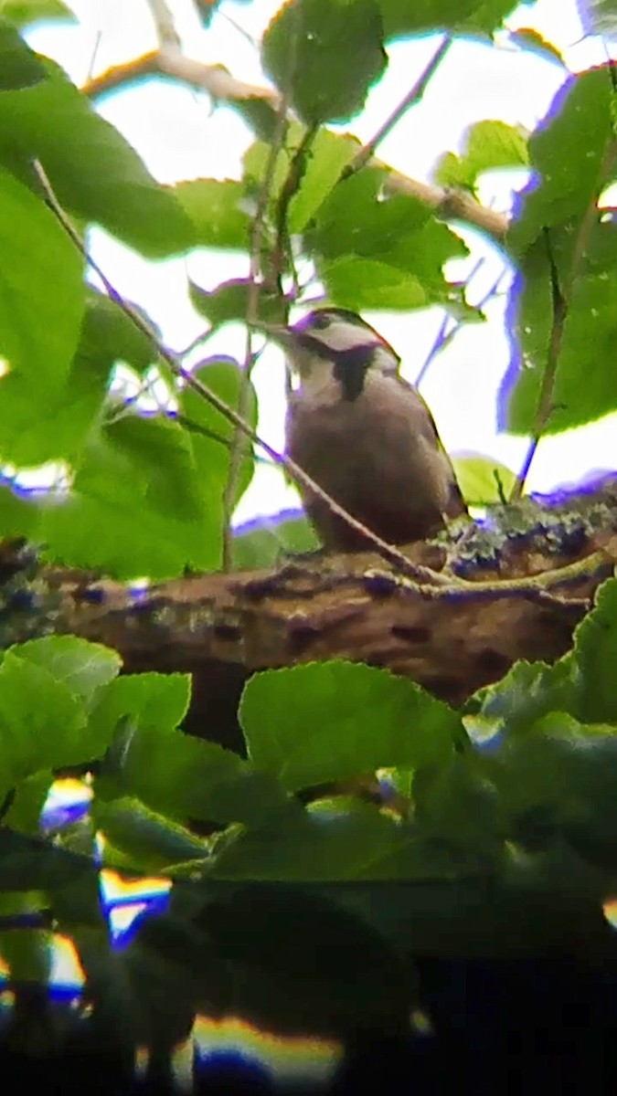 Great Spotted Woodpecker - ML620635023