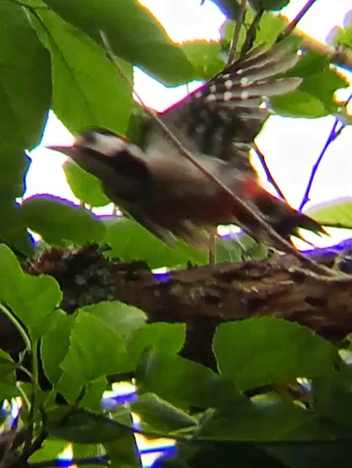 Great Spotted Woodpecker - ML620635024