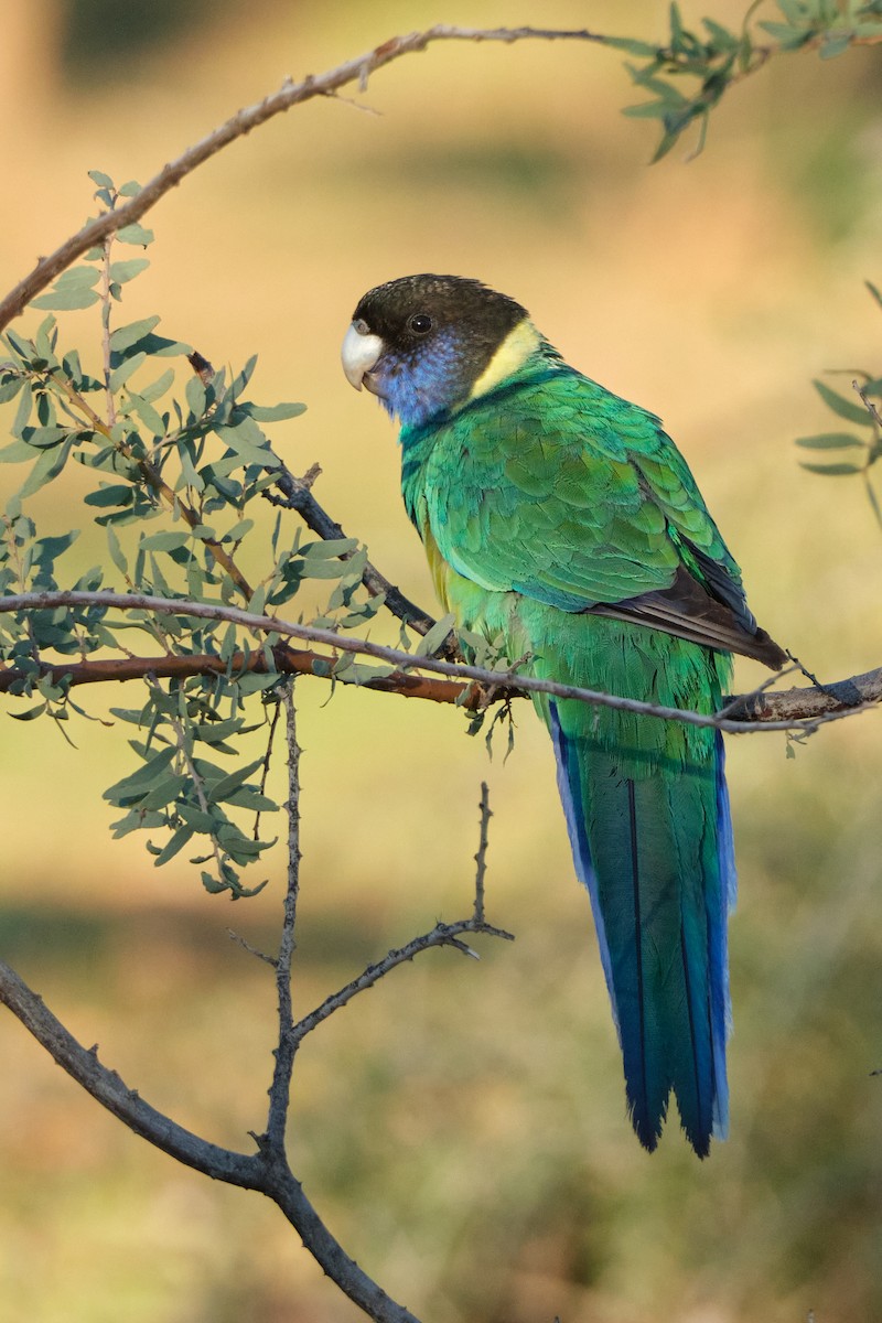 Perico de Port Lincoln - ML620635030