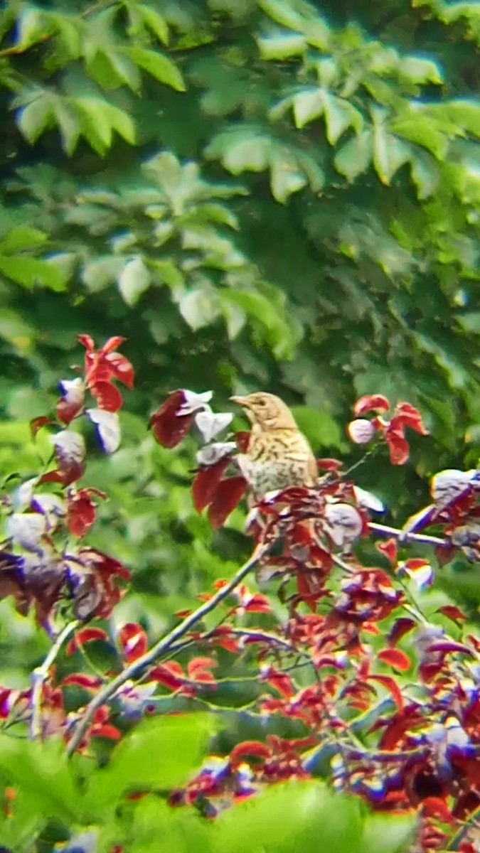 Song Thrush - Laurent Pascual-Le Tallec