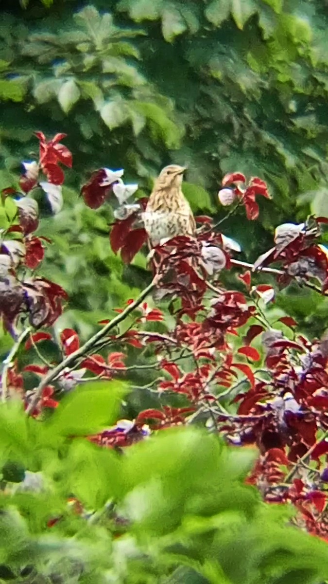 Song Thrush - ML620635037