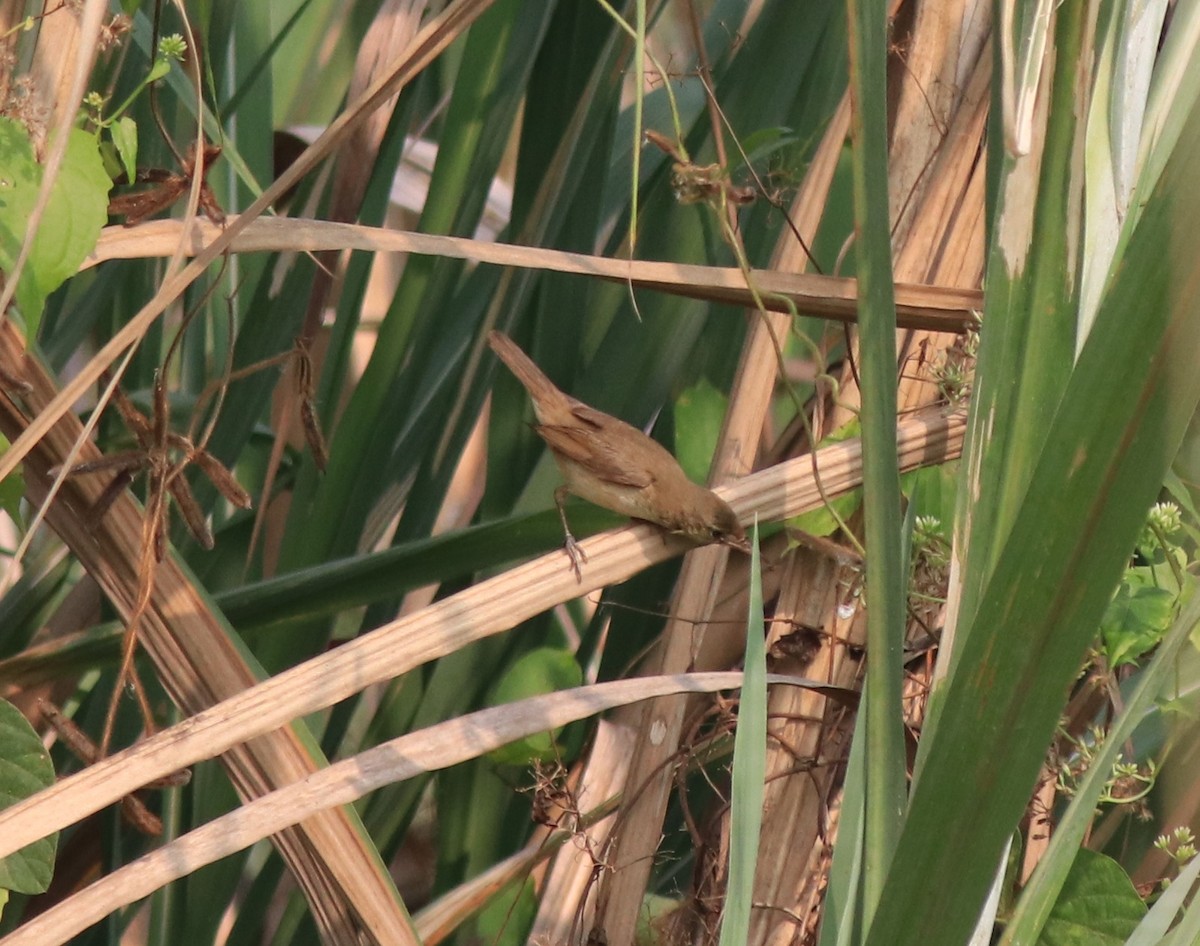 Clamorous Reed Warbler - ML620635043