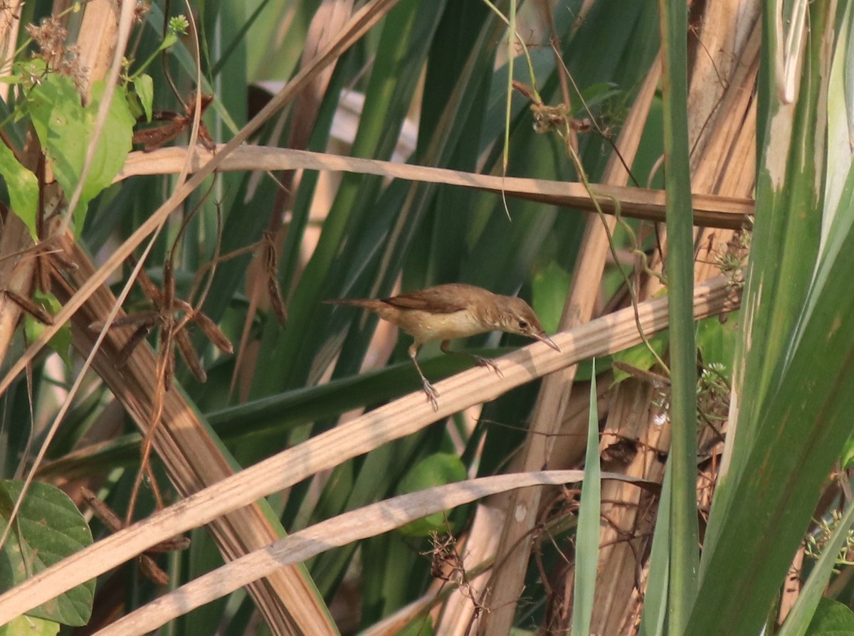 Clamorous Reed Warbler - ML620635044