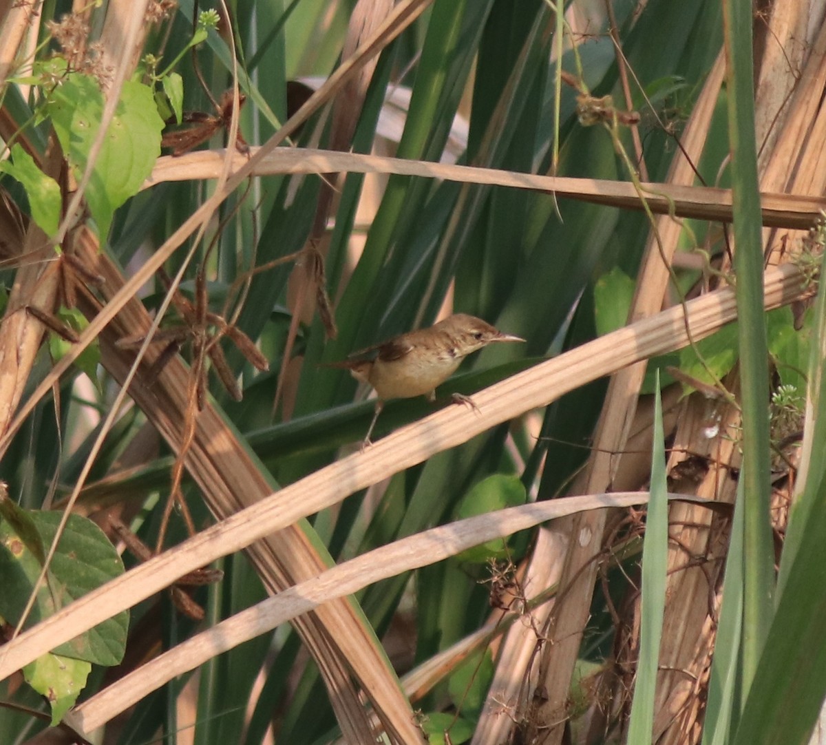 Clamorous Reed Warbler - ML620635058