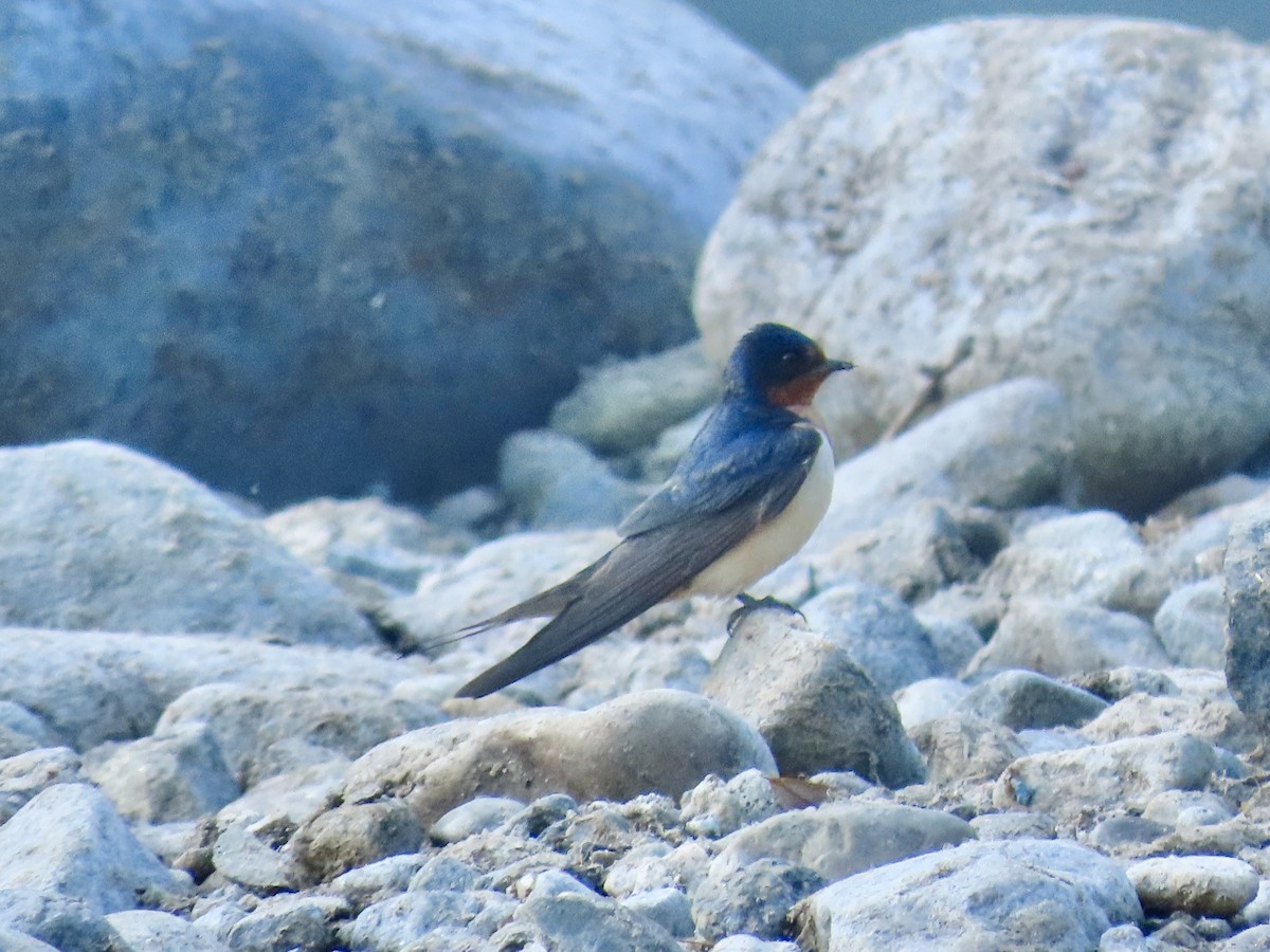 Barn Swallow - ML620635064