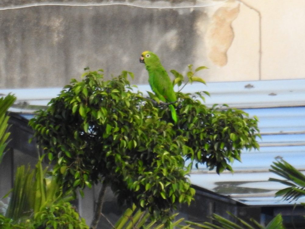 Yellow-crowned Parrot - ML620635071