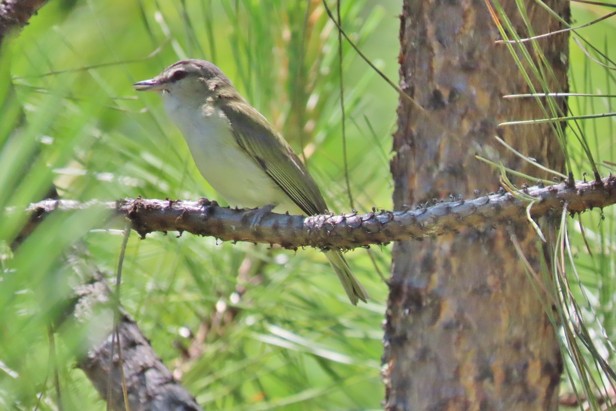 Red-eyed Vireo - ML620635078