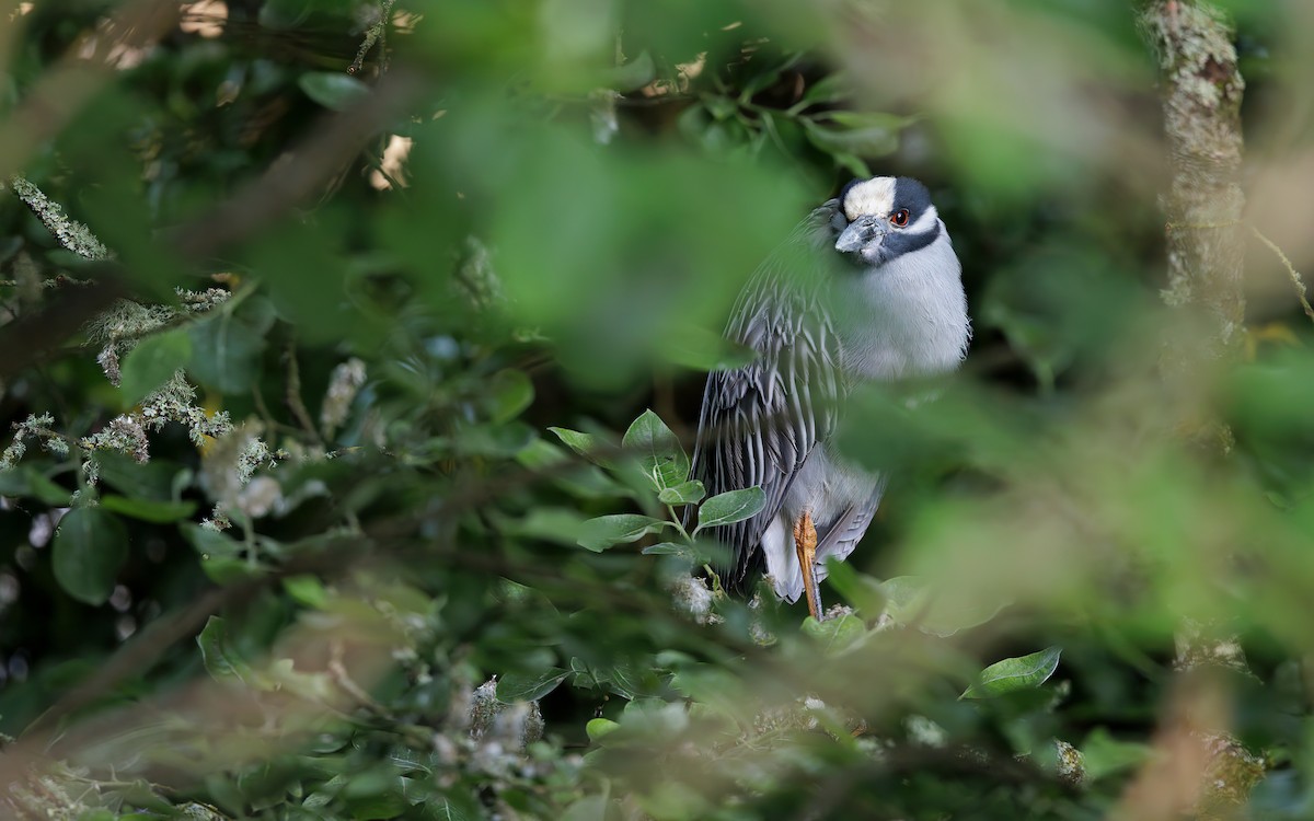 Yellow-crowned Night Heron (Yellow-crowned) - ML620635085