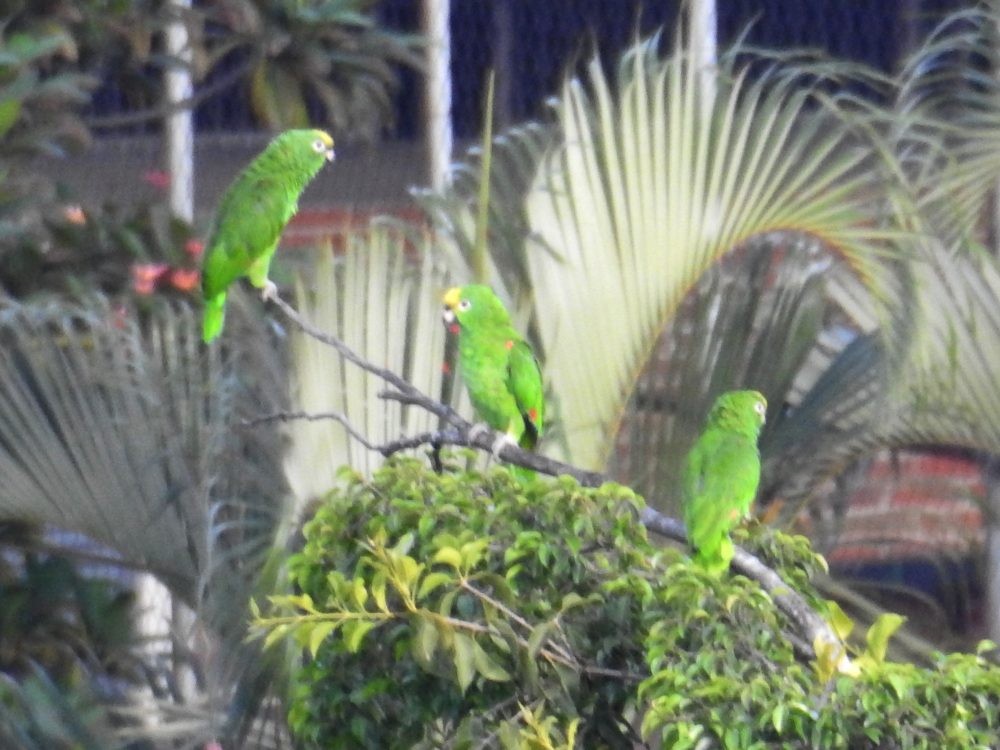 Yellow-crowned Parrot - ML620635087