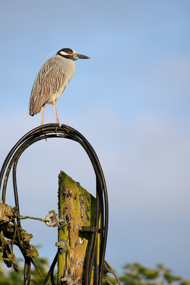 Yellow-crowned Night Heron (Yellow-crowned) - ML620635092