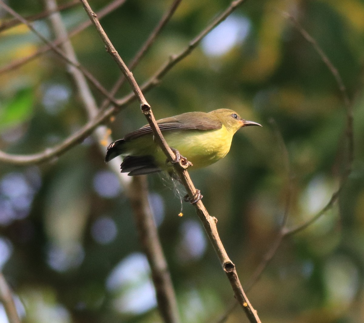 Purple-rumped Sunbird - ML620635104