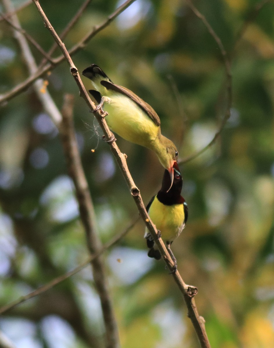 Purple-rumped Sunbird - ML620635105