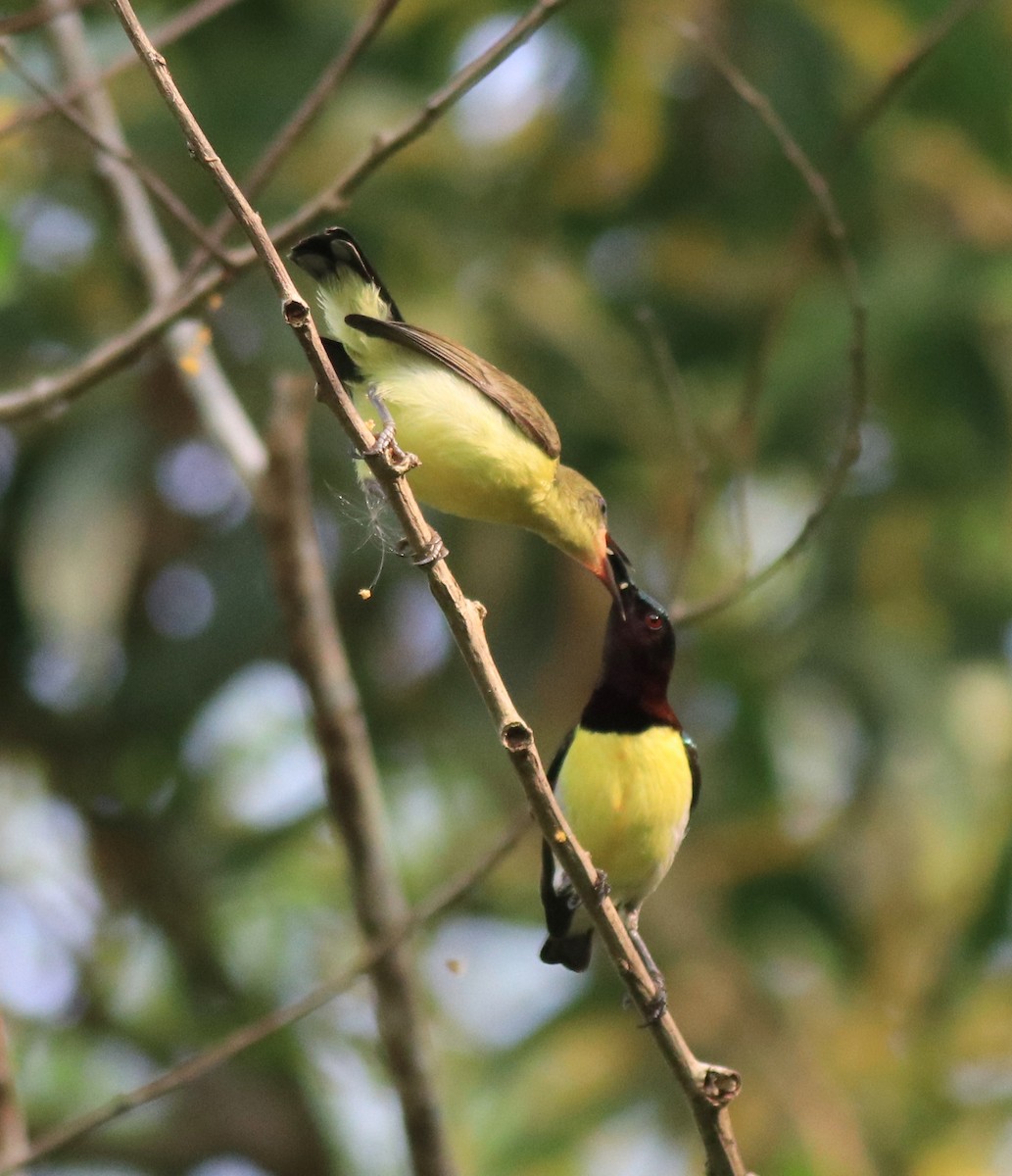 Purple-rumped Sunbird - ML620635106