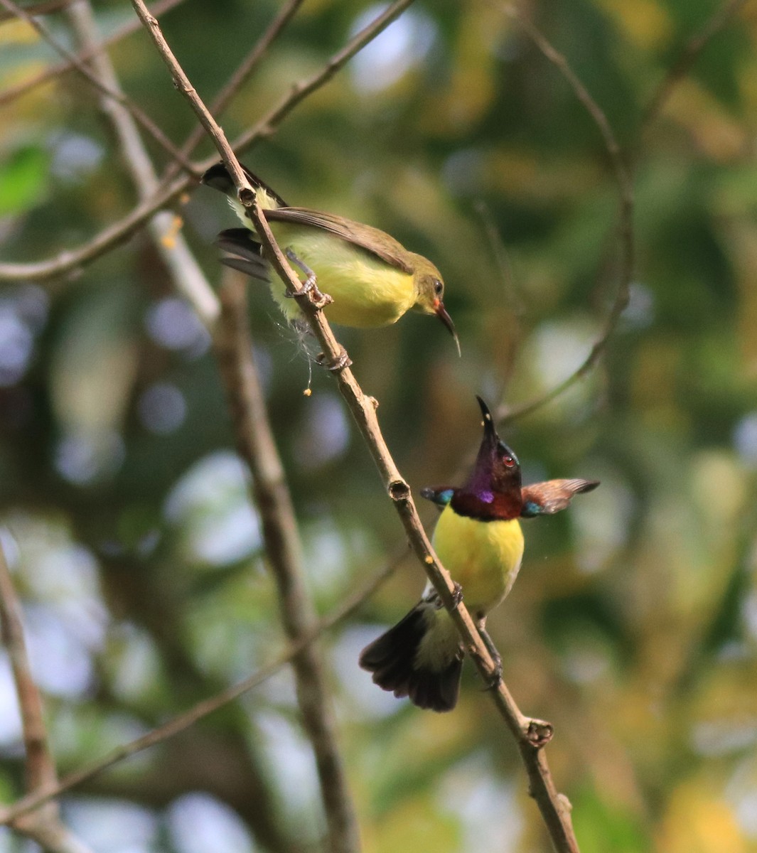 Purple-rumped Sunbird - ML620635107